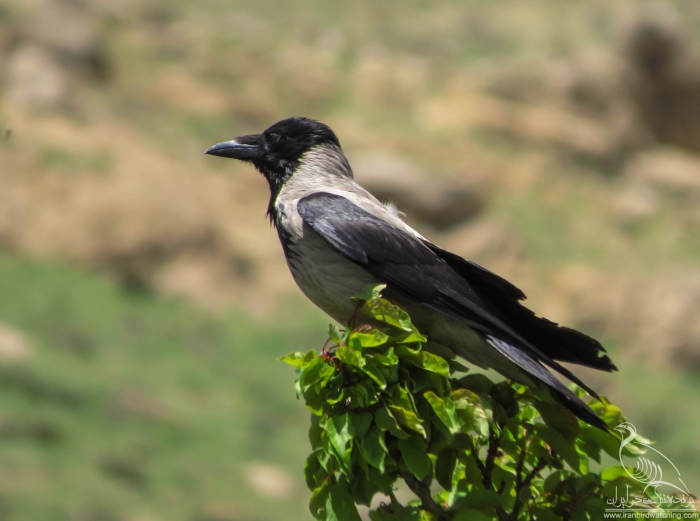 پرنده نگری در ایران - کلاغ ابلق