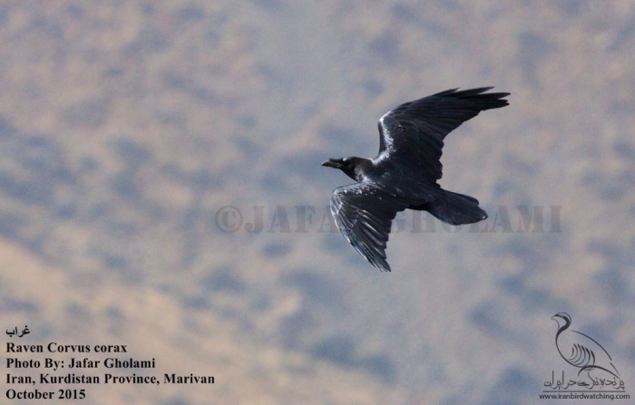 پرنده نگری در ایران - Raven