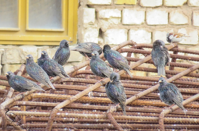 پرنده نگری در ایران - سار معمولی
