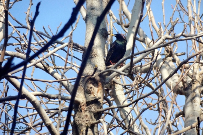 پرنده نگری در ایران - سار در روی درخت حیاطمون