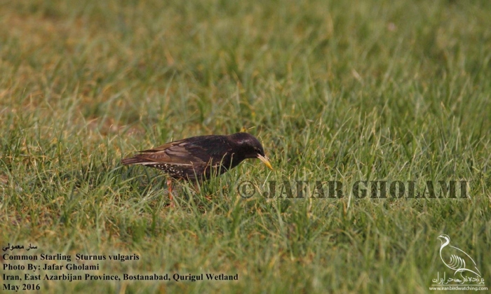 پرنده نگری در ایران - Common Starling