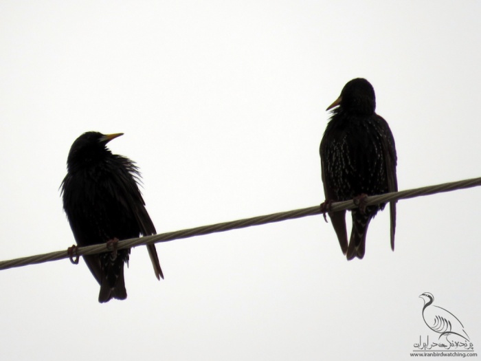 پرنده نگری در ایران - Common Starling