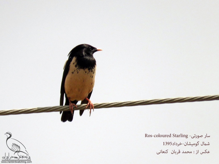 پرنده نگری در ایران - سار صورتی در شمال گومیشان