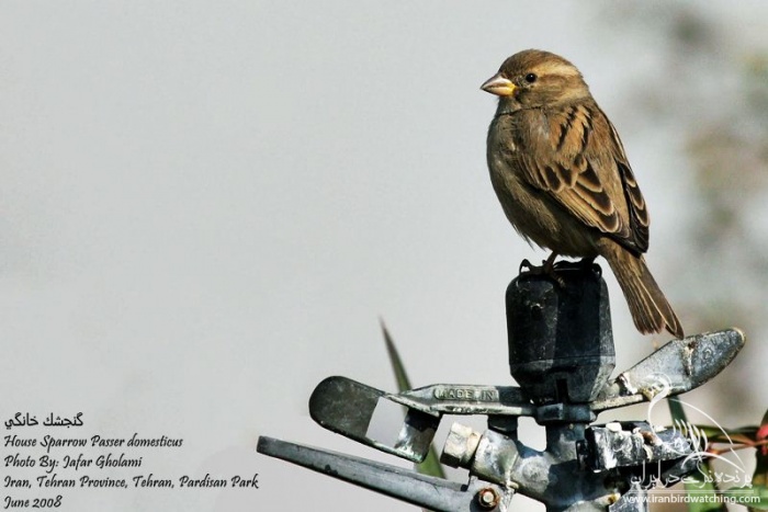 پرنده نگری در ایران - House Sparrow