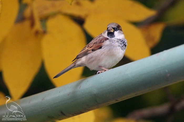پرنده نگری در ایران - Male Sparrow