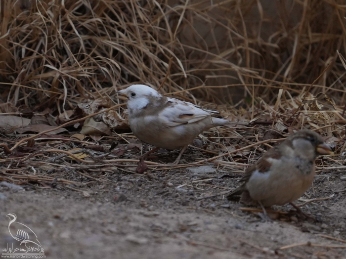 پرنده نگری در ایران - گنجشک با سفیدگرایی