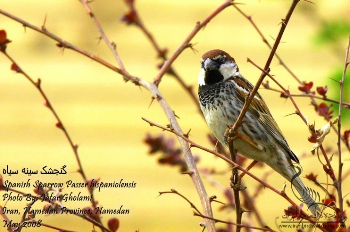 پرنده نگری در ایران - Spanish Sparrow