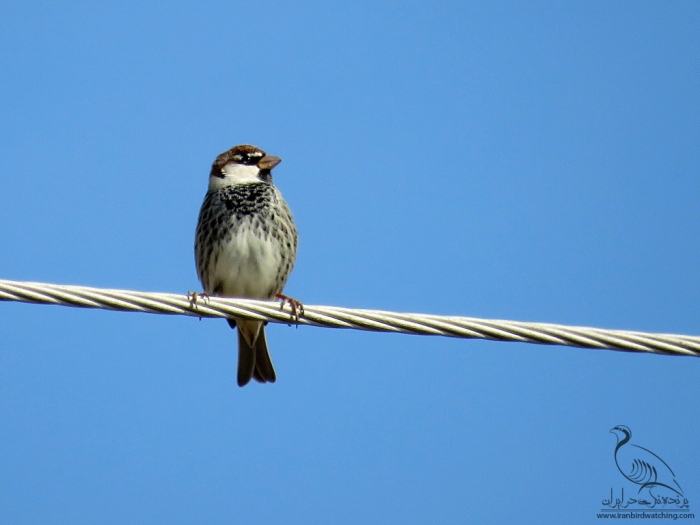 پرنده نگری در ایران - Spanish Sparrow