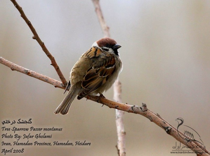 پرنده نگری در ایران - Tree Sparrow