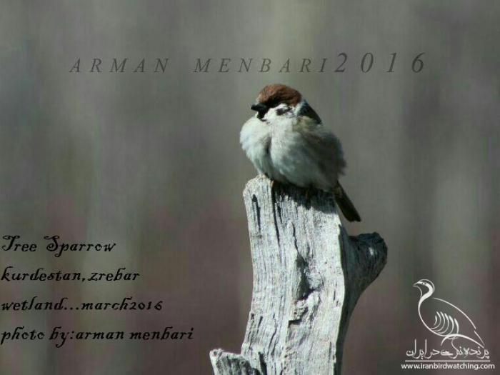 پرنده نگری در ایران - Tree Sparrow,zribar wetland