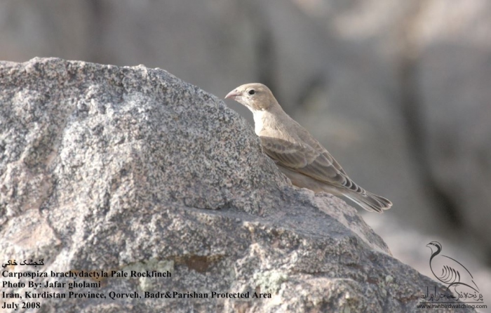 پرنده نگری در ایران - Pale Rockfinch