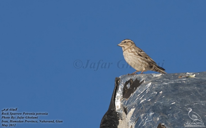 پرنده نگری در ایران - Rock Sparrow