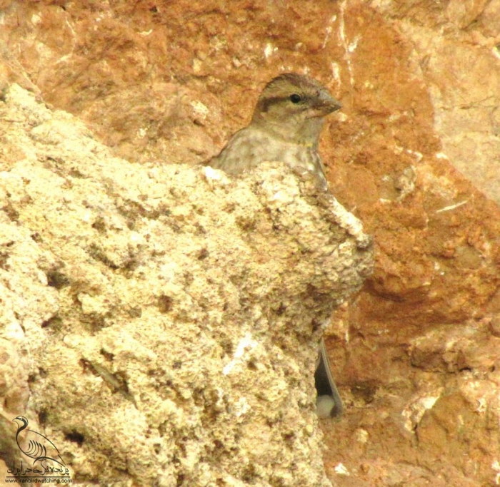 پرنده نگری در ایران - گنجشک کوهی