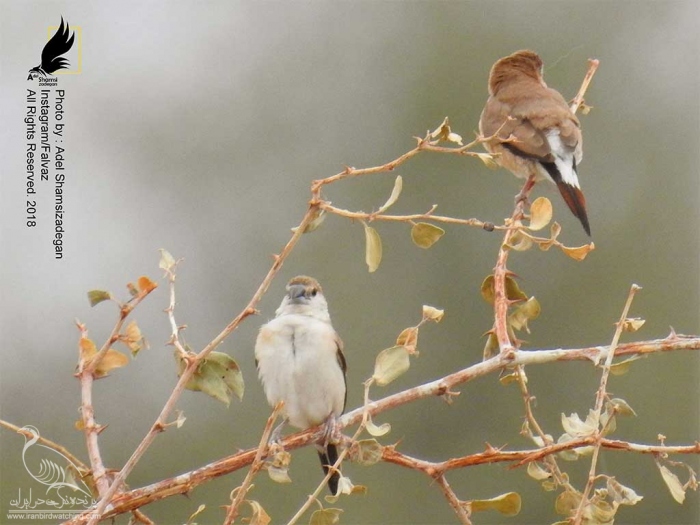 پرنده نگری در ایران - مونیای هندی