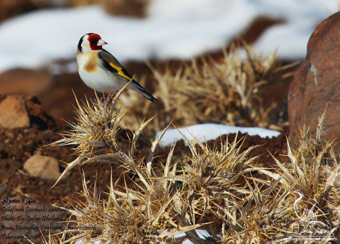 پرنده نگری در ایران - Goldfinch