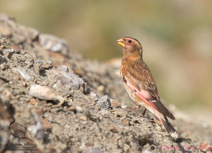 پرنده نگری در ایران - Crimson-winged Finch