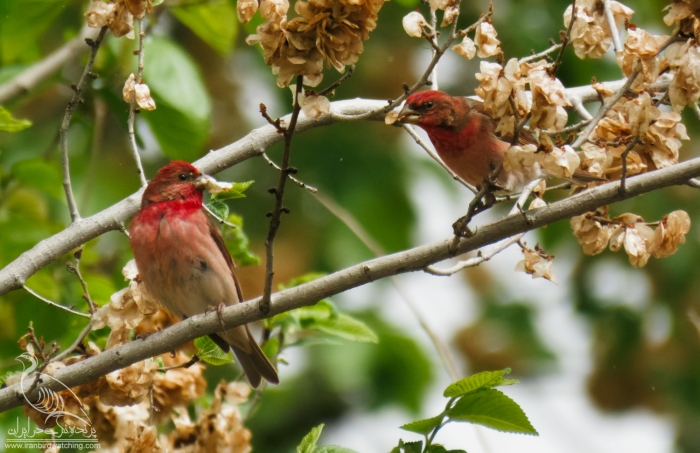 پرنده نگری در ایران - Rosefinch