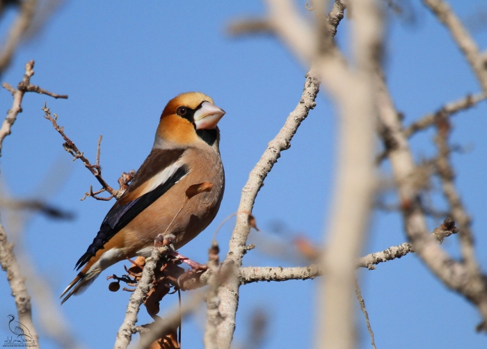 پرنده نگری در ایران - Hawfinch