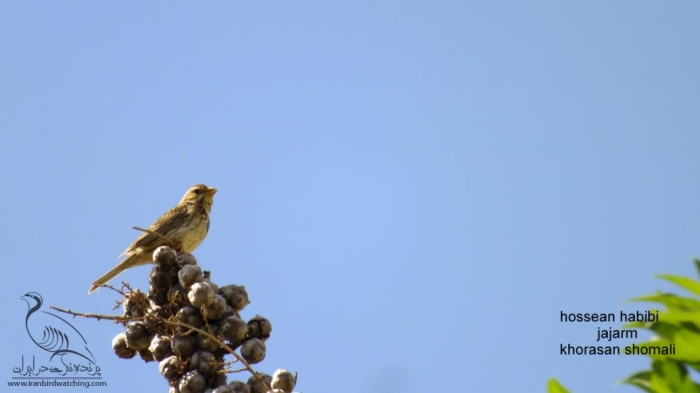 پرنده نگری در ایران - زرد پره مزرعه