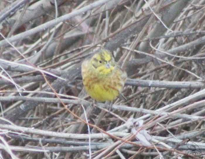 پرنده نگری در ایران - زرده پره لیمویی