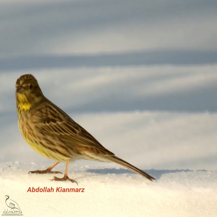 پرنده نگری در ایران - زرد پره لیمویی