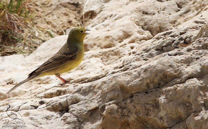 پرنده نگری در ایران - زرده پره رخ زرد