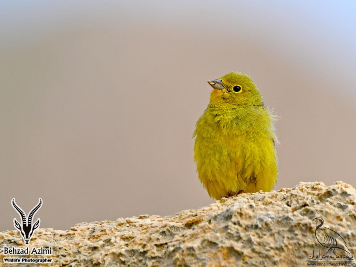 پرنده نگری در ایران - زردپره رخ زرد