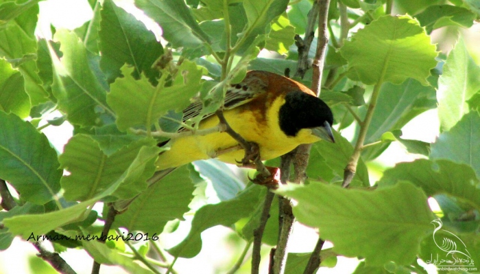 پرنده نگری در ایران - زرد پره سر ابی
