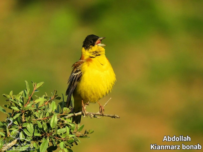پرنده نگری در ایران - زرده پره سر سیاه