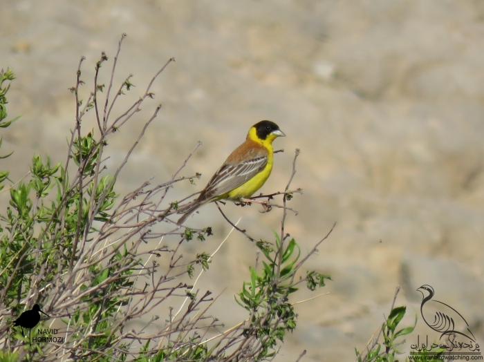 پرنده نگری در ایران - زرد پره سر سیاه