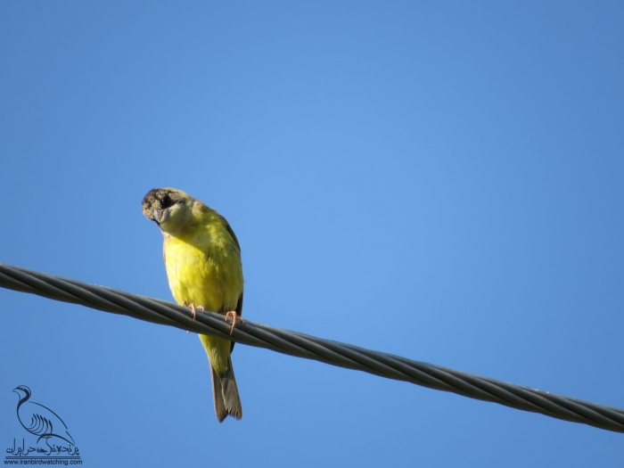 پرنده نگری در ایران - زرد پره سرسیاه