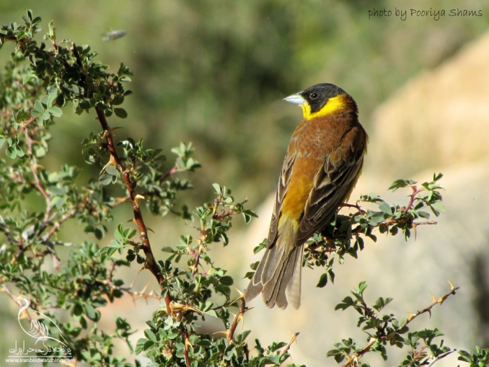 پرنده نگری در ایران - زرده پر سر سیاه