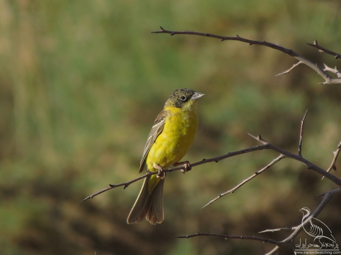 پرنده نگری در ایران - زرد پره