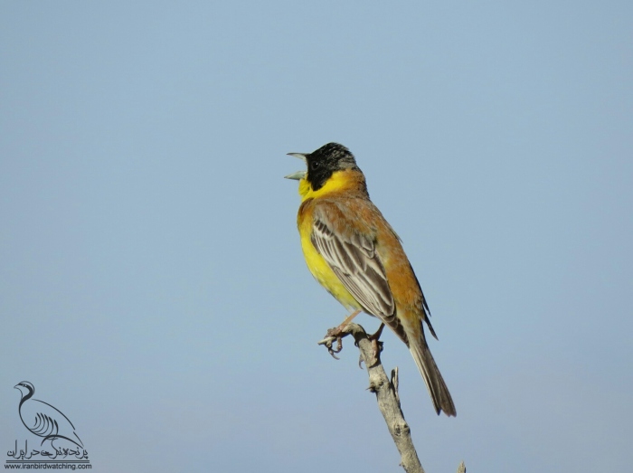 پرنده نگری در ایران - زرده پر سر سیاه