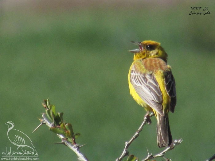 پرنده نگری در ایران - زردپره سرسرخ