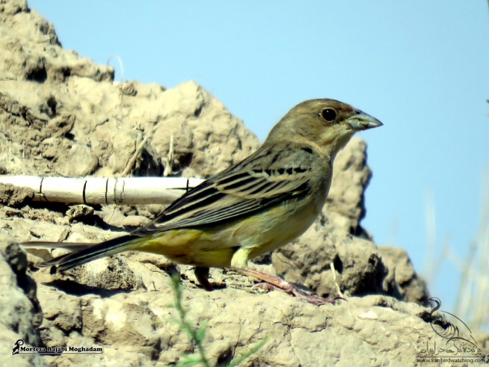پرنده نگری در ایران - زرده پره سر سرخ