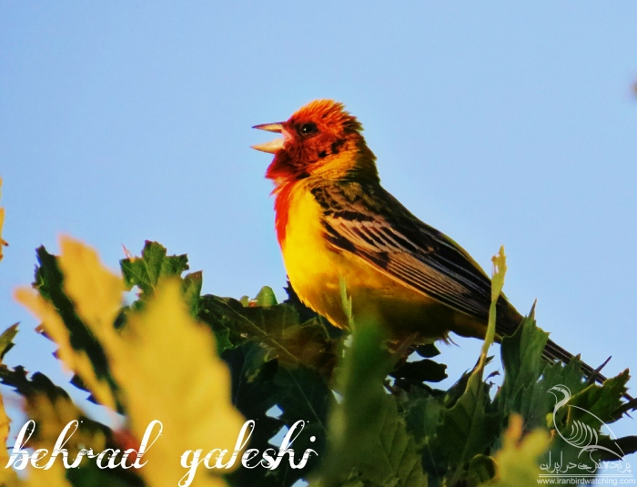 پرنده نگری در ایران - زرد پر سر سرخ