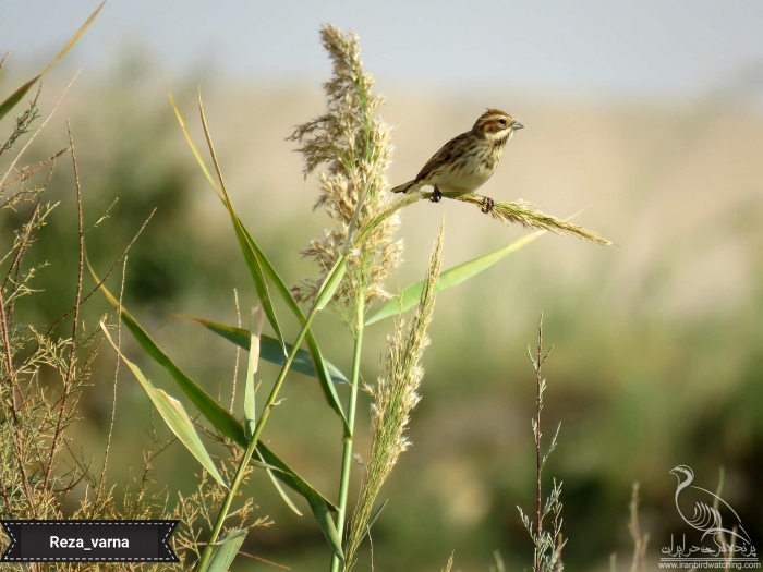 پرنده نگری در ایران - زرده پره نیزار