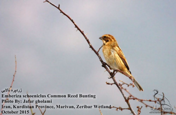 پرنده نگری در ایران - Common Reed Bunting