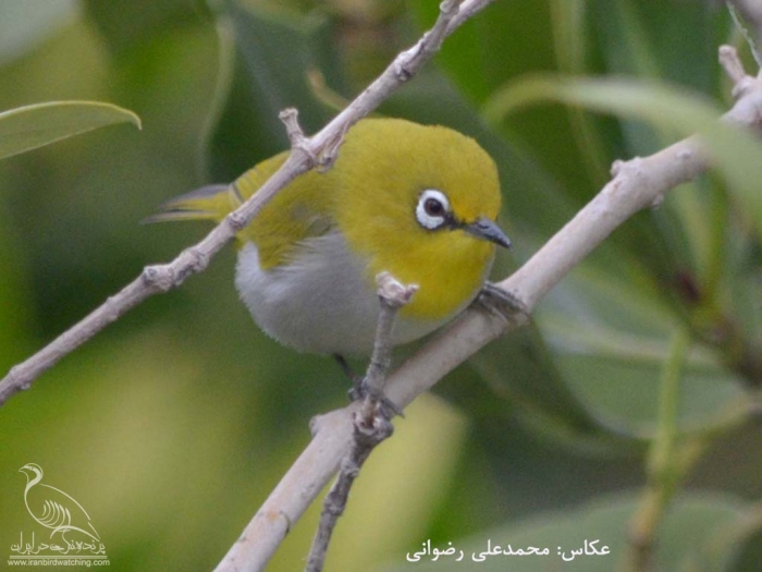 پرنده نگری در ایران - DSC_41961