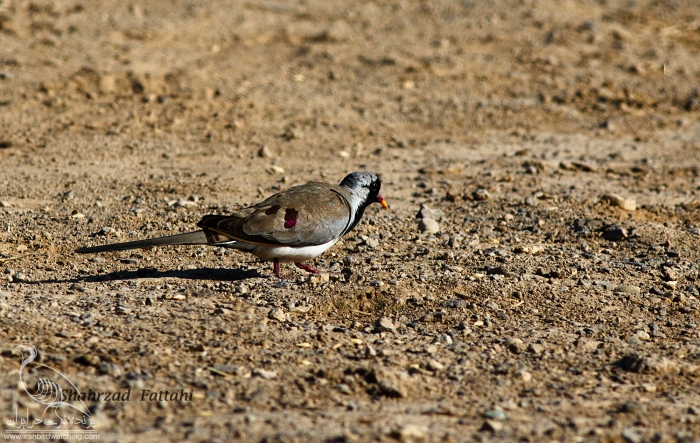 پرنده نگری در ایران - Namaqua