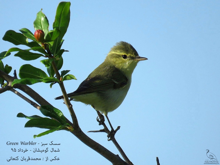 پرنده نگری در ایران - Green warbler