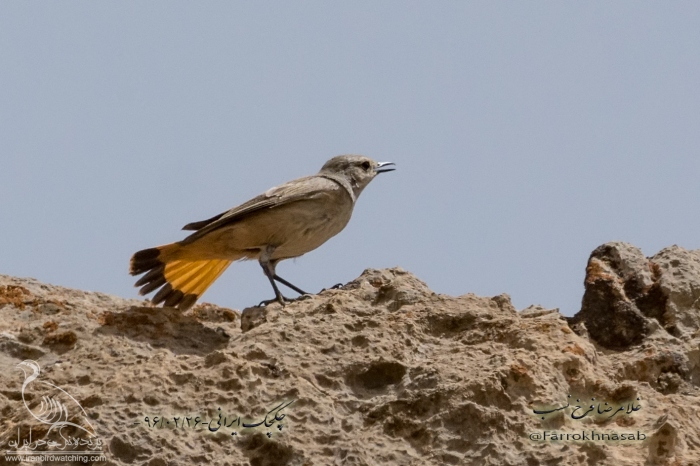 پرنده نگری در ایران - چکچک ایرانی