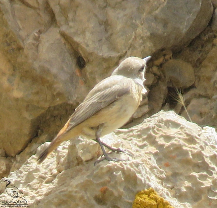 پرنده نگری در ایران - چکچک دم سرخ یا ایرانی