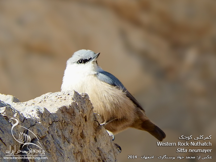 پرنده نگری در ایران - کمرکلی کوچک