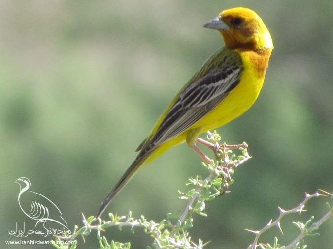 پرنده نگری در ایران - زردهپر سر سرخ
