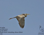 پرنده نگری در ایران - Grey Heron