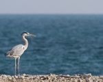 پرنده نگری در ایران - Grey heron