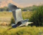 پرنده نگری در ایران - حواصیل خاکستری