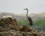 پرنده نگری در ایران - حواصیل خاکستری
